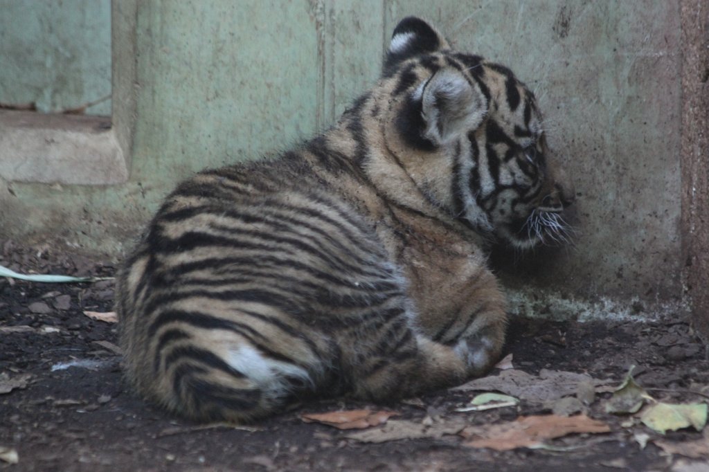IMG_4262.JPG - Baby  Tiger . Tiger Malea has born the little tiger April 3rd, 2013. The tiger girl is just 1.5 months old and has not yet a name. Isn't the little one cute?