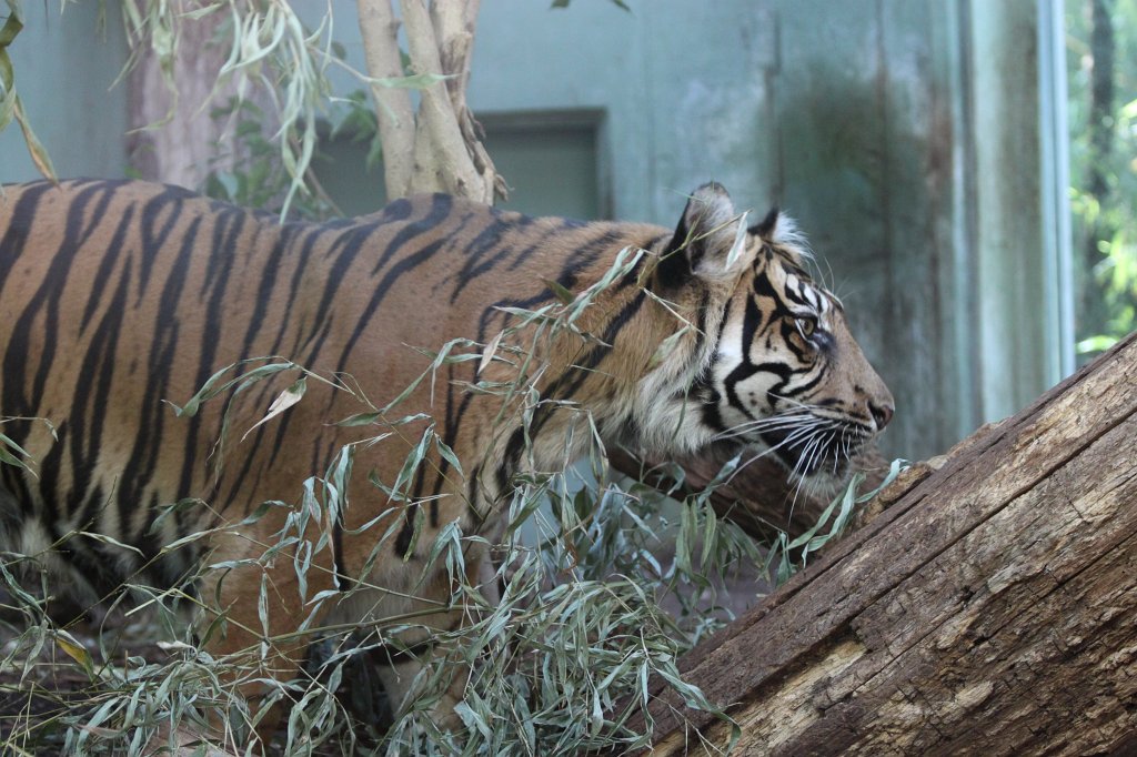 IMG_4264.JPG -  Tiger  mother  Malea has born a little tiger April 3rd, 2013. The tiger girl is just 1.5 months old and has not yet a name.