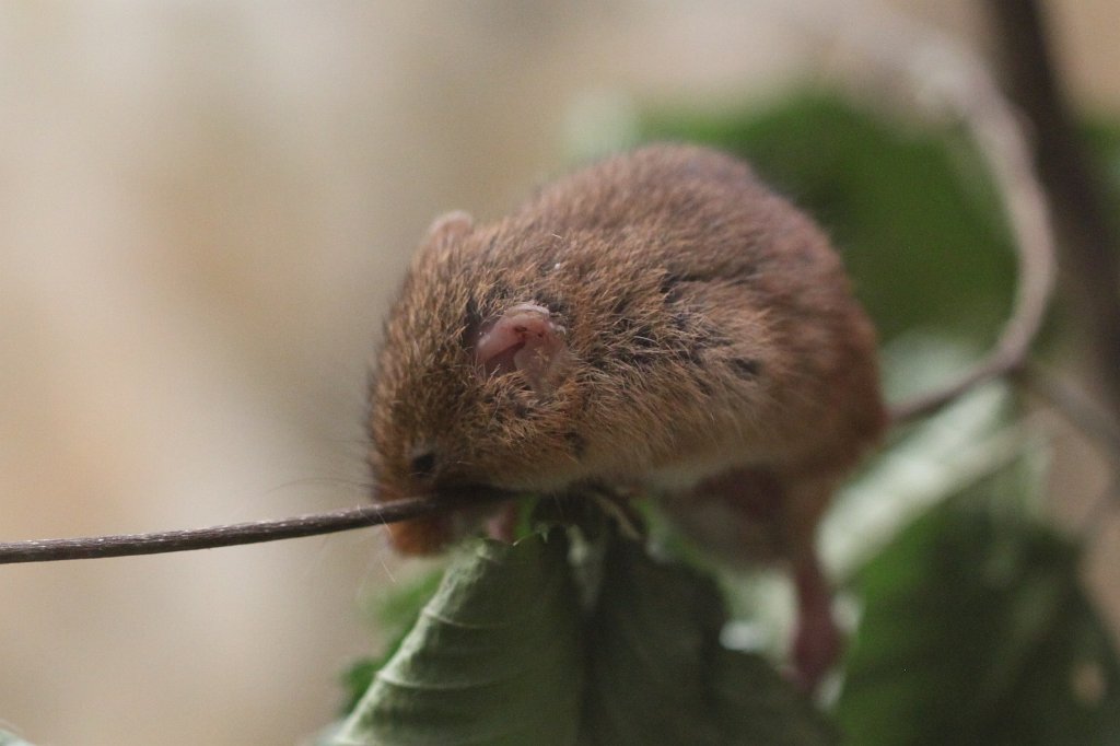 IMG_4312.JPG -  Eurasian harvest mouse 