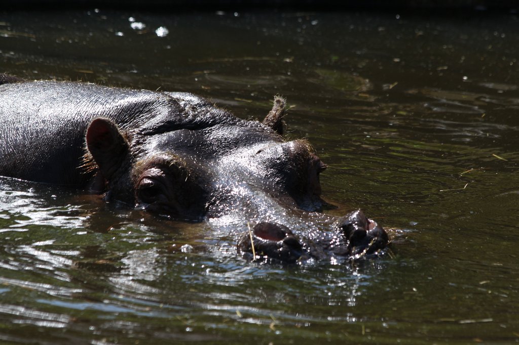 IMG_4329.JPG -  Hippo 