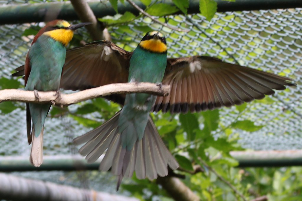 IMG_4396.JPG - Colourful  European Bee-eater ( Bienenfresser )