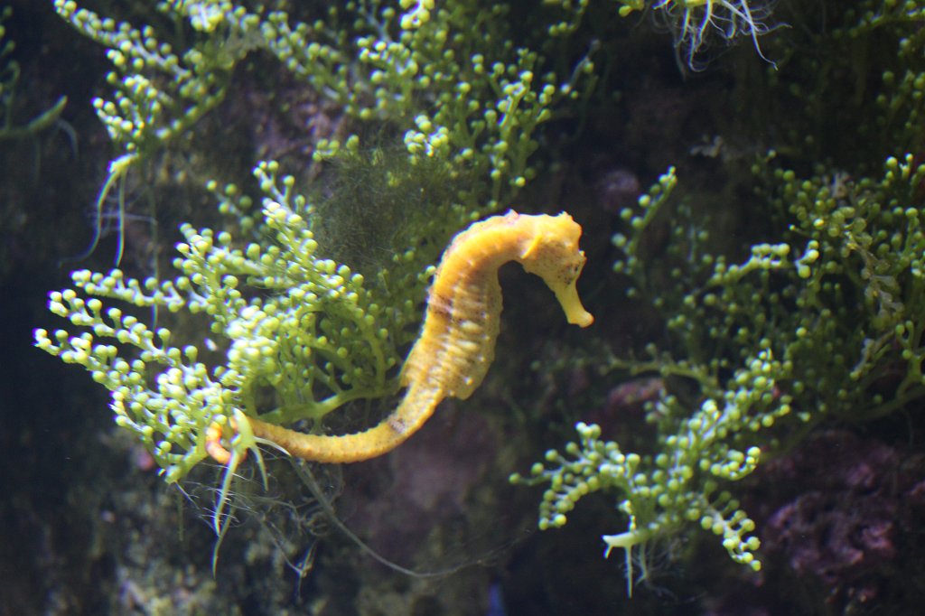 IMG_4447.JPG -  Seahorse 