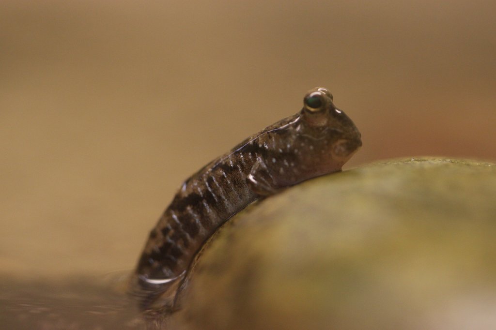 IMG_4455.JPG -  Mudskipper 