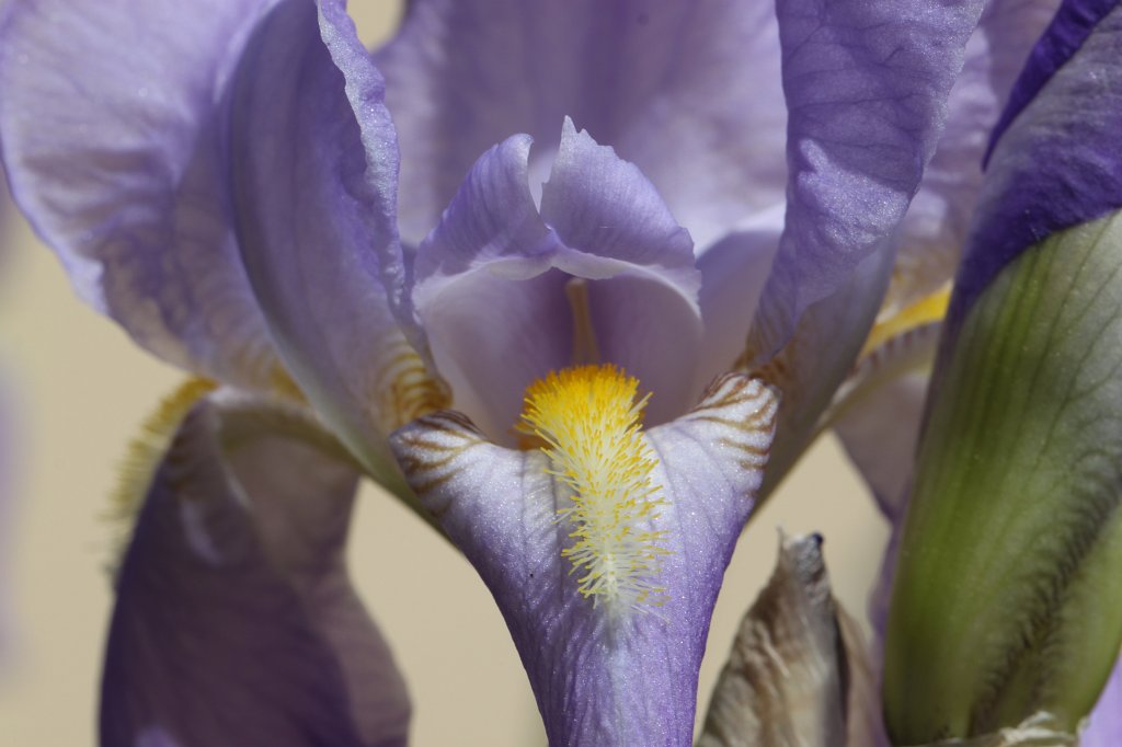 IMG_4490.JPG -  Bearded German Iris 