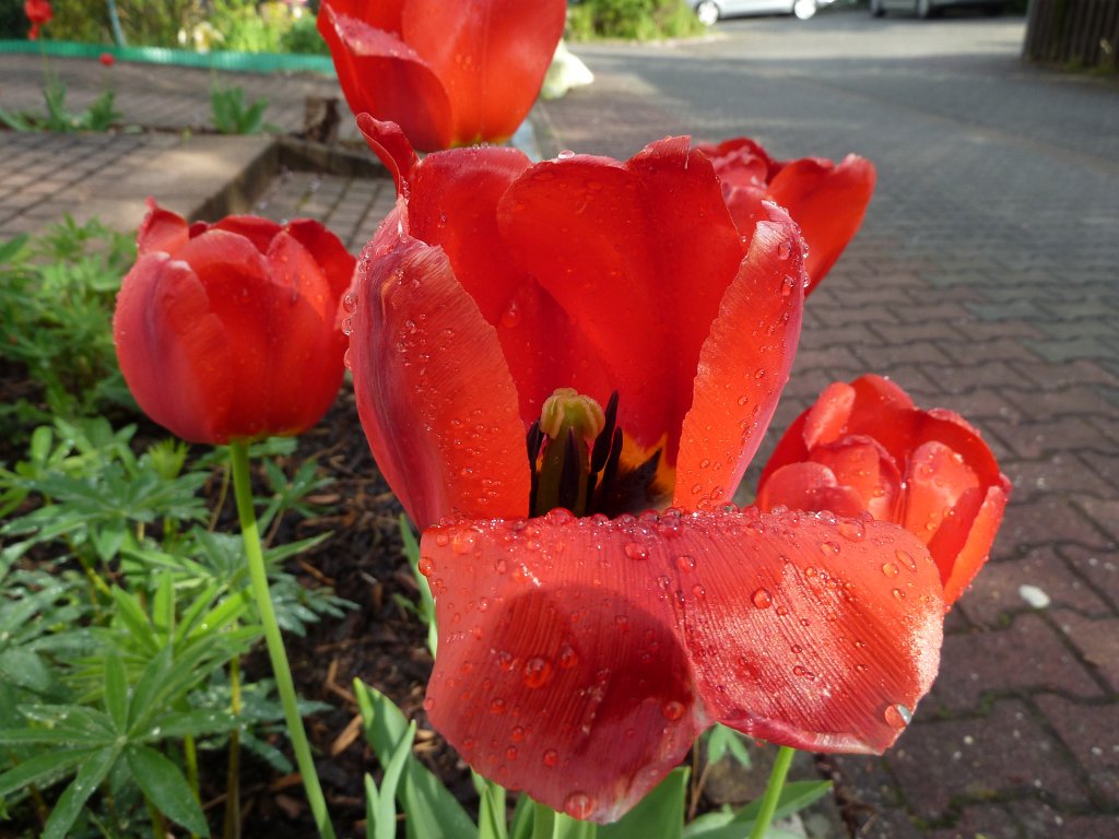 P1100081.JPG -  Tulip 