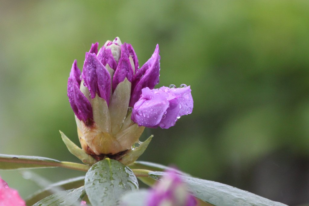 IMG_4627.JPG -  Rhododendron  bud on it's way to bloom