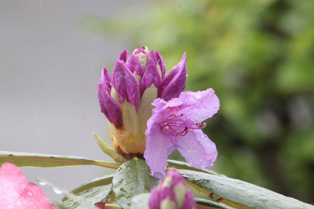IMG_4745.JPG -  Rhododendron  bud on it's way to bloom