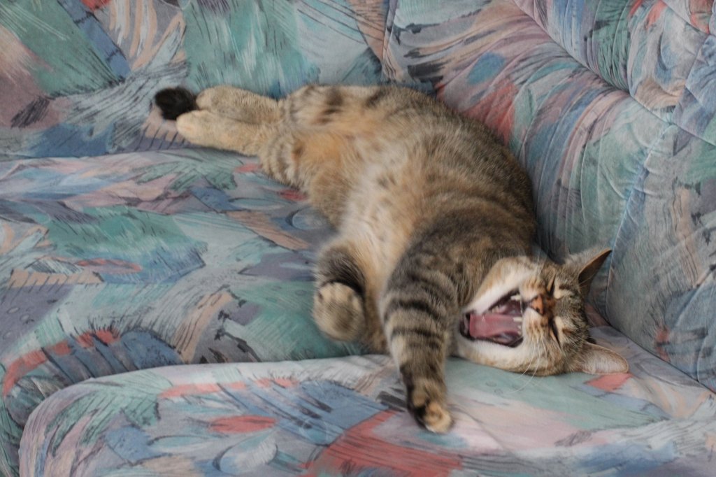 IMG_4757.JPG - Relaxing cat