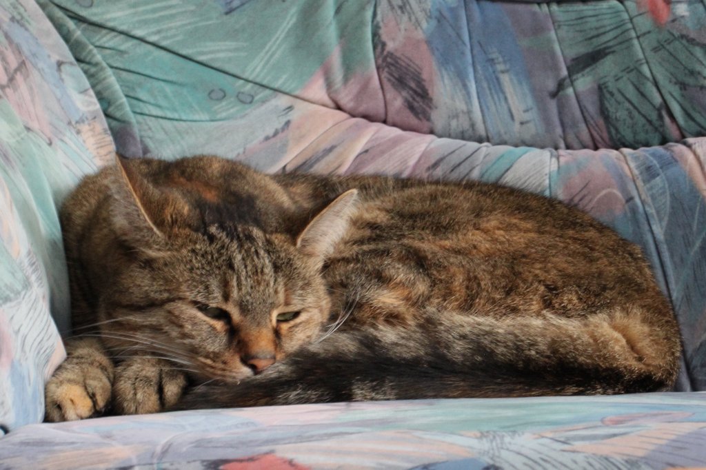 IMG_4760.JPG - Relaxing cat