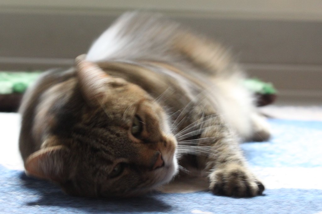 IMG_4775.JPG - Relaxing cat