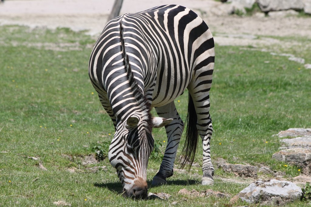 IMG_4813.JPG -  Zebra 