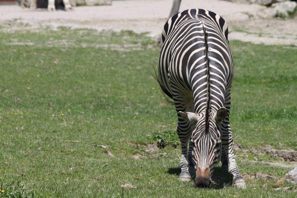 IMG_4819.JPG -  Zebra 