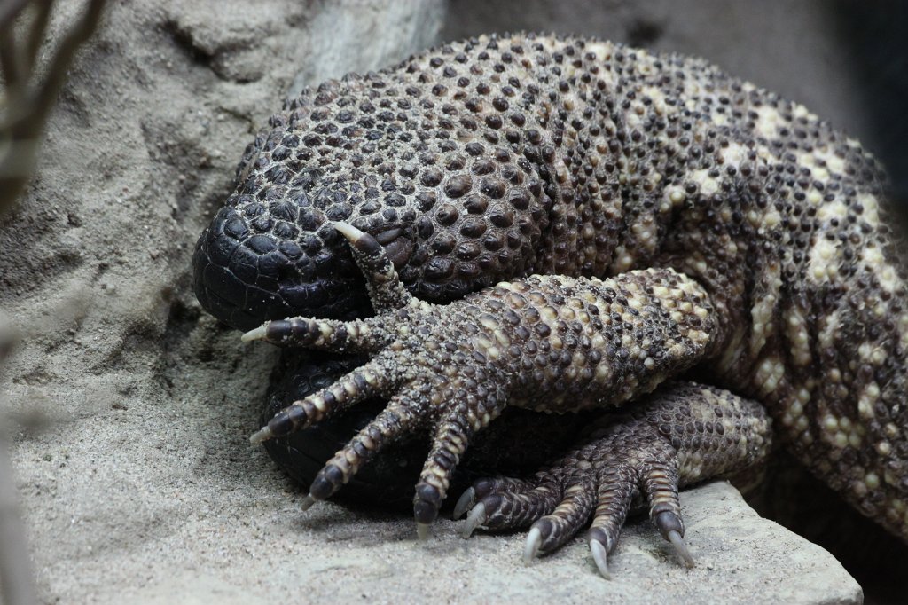 IMG_4882.JPG -  Lizard 