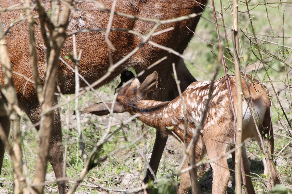IMG_4897.JPG -  Fallow deer 