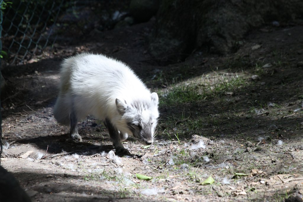 IMG_4922.JPG -  Arctic fox 