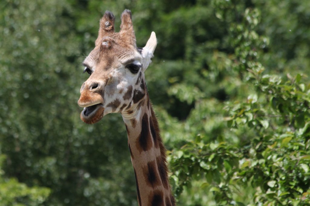 IMG_4946.JPG -  Giraffe 