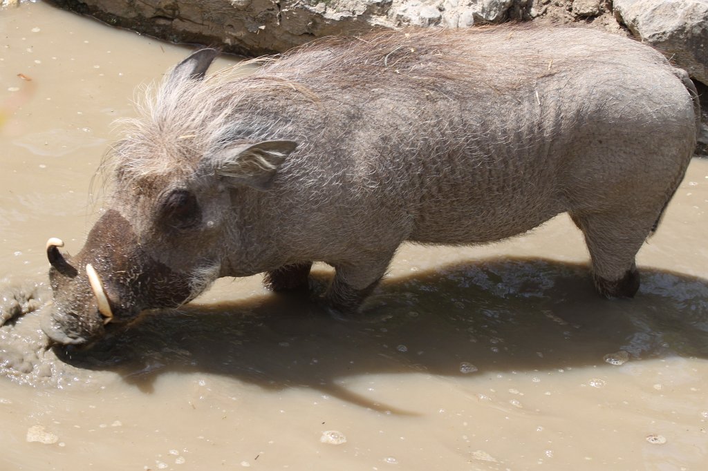 IMG_4987.JPG -  Warthog 