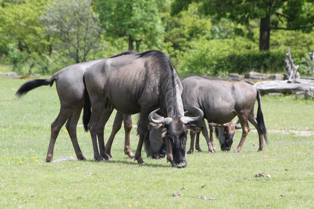 IMG_4998.JPG -  Wildebeests 