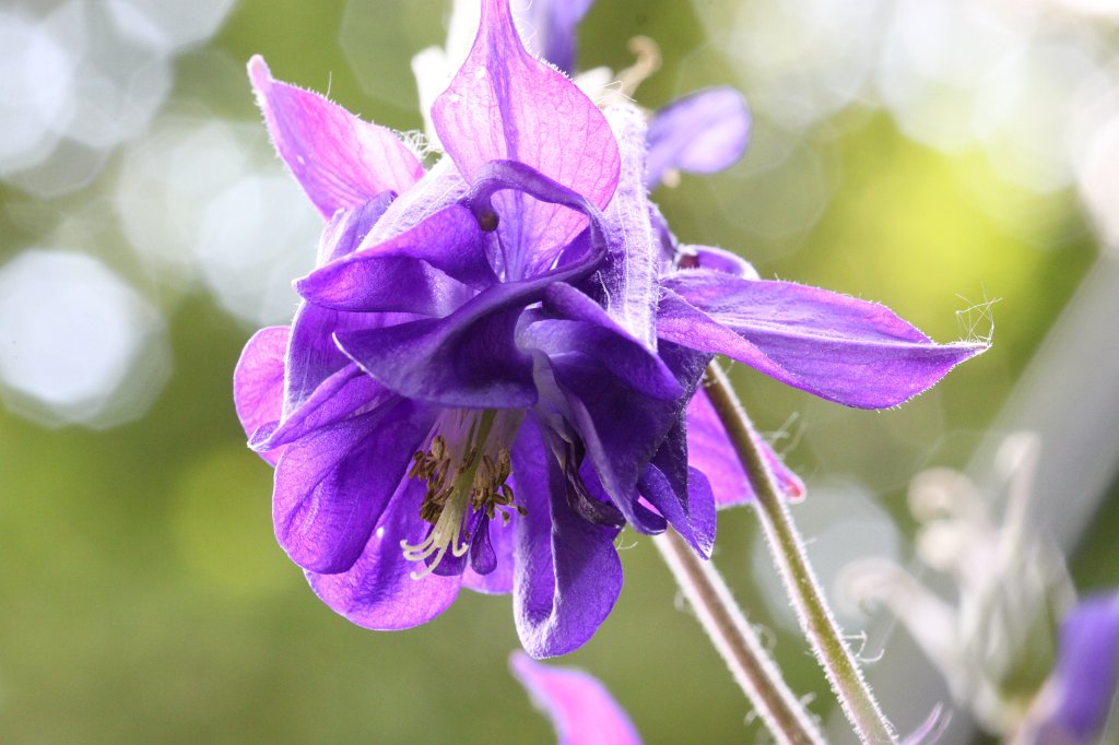 IMG_5006.JPG -  Columbine  ( Akelei )