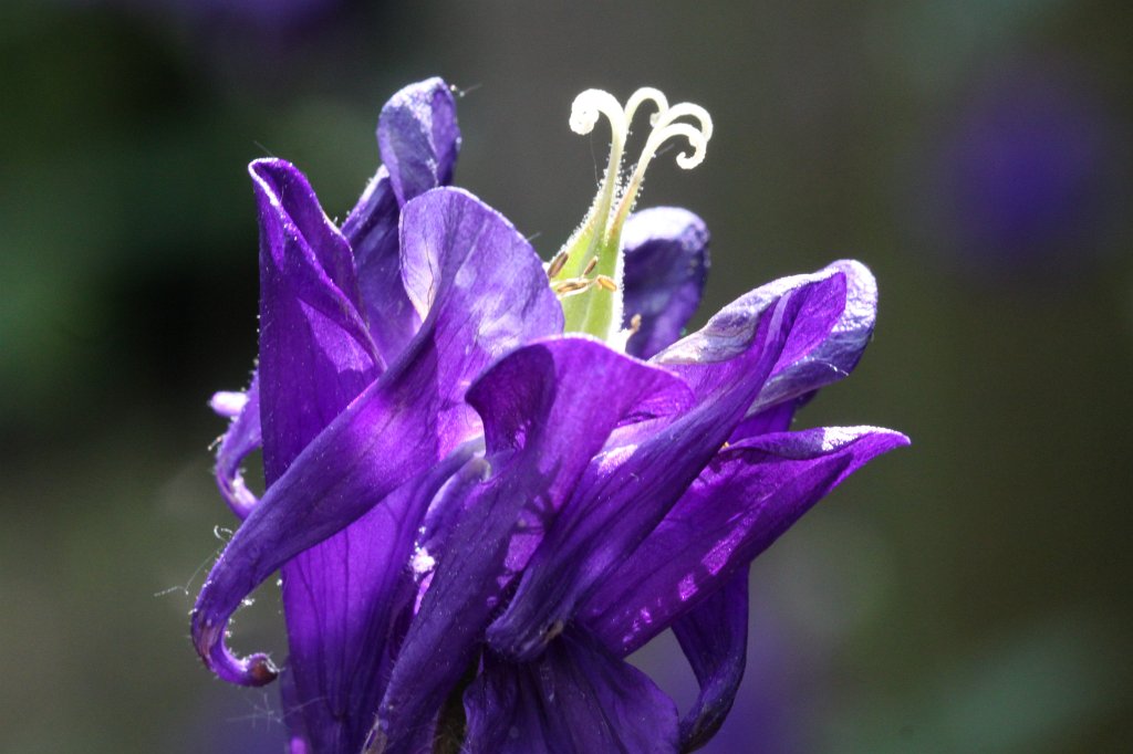 IMG_5009.JPG -  Columbine  ( Akelei )