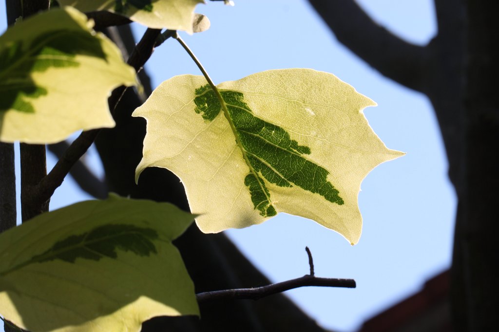 IMG_5022.JPG -  Tulip tree  leaves