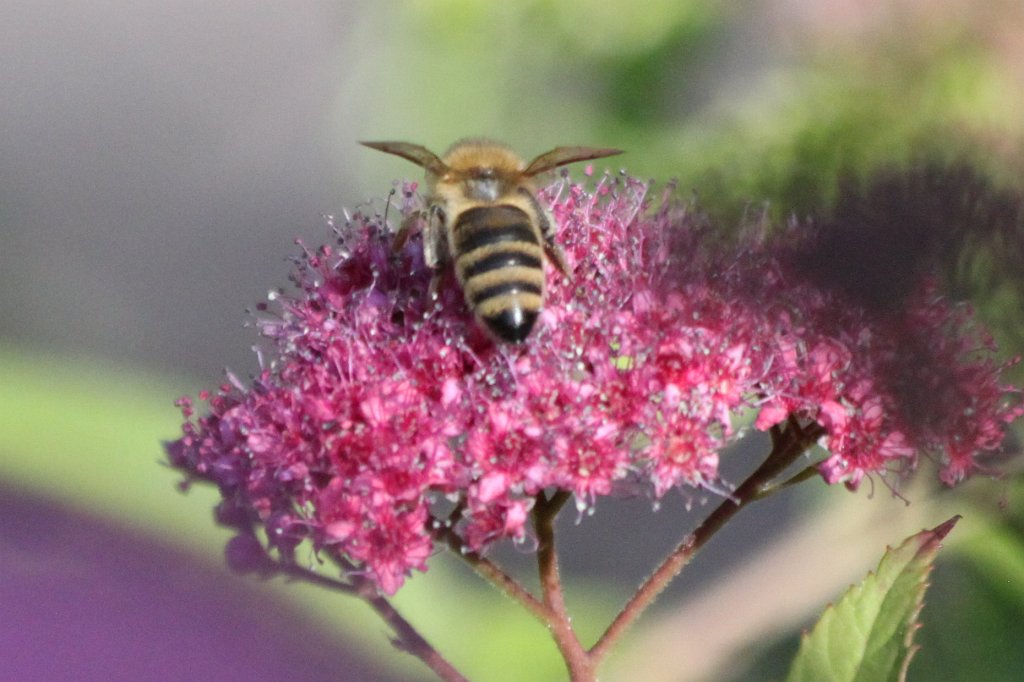 IMG_5057.JPG - Biene