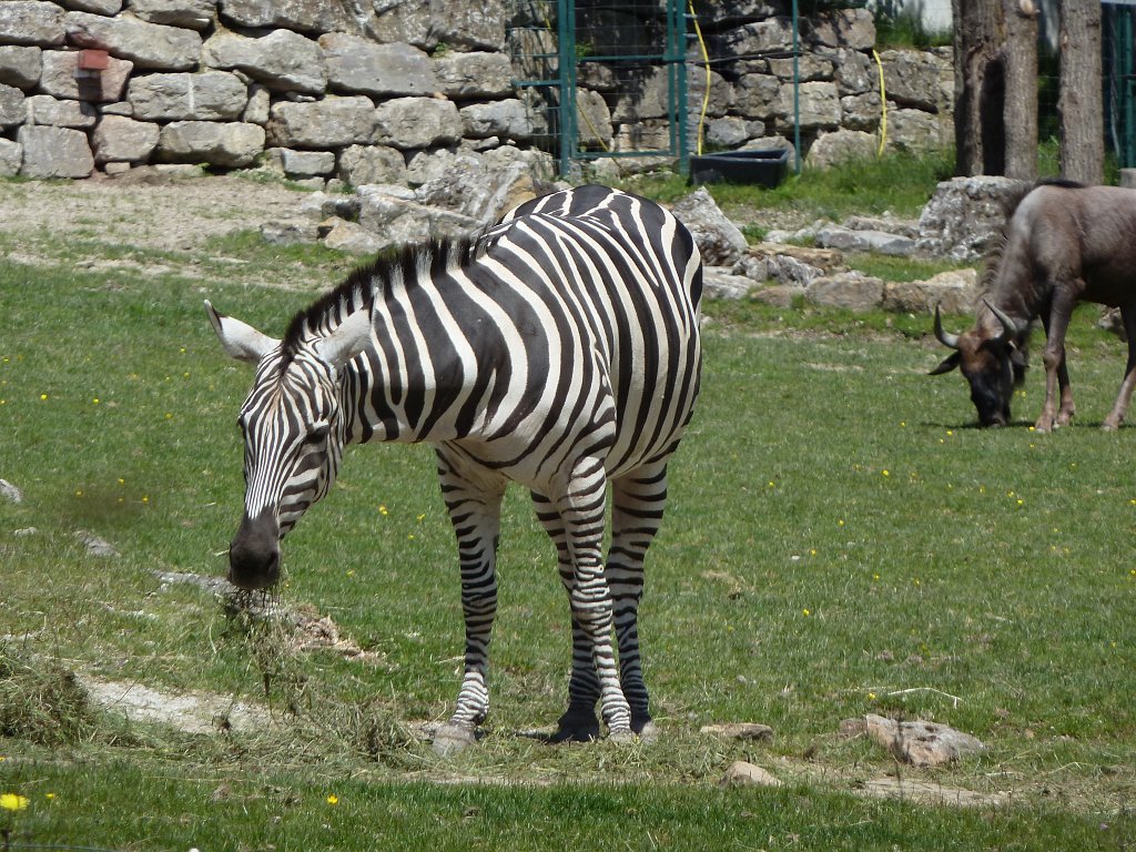 P1100119.JPG -  Zebra 