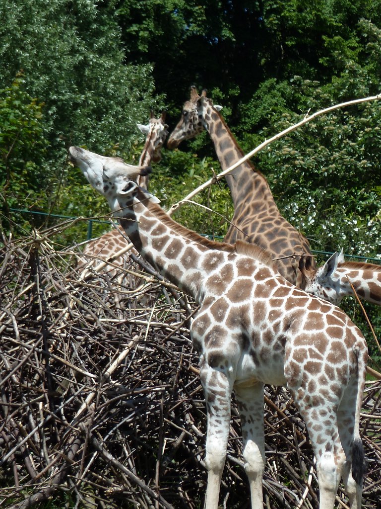 P1100125.JPG -  Giraffes 