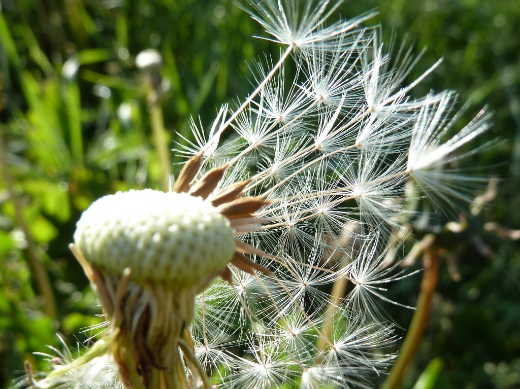 P1100131.JPG - Dandelion blowball