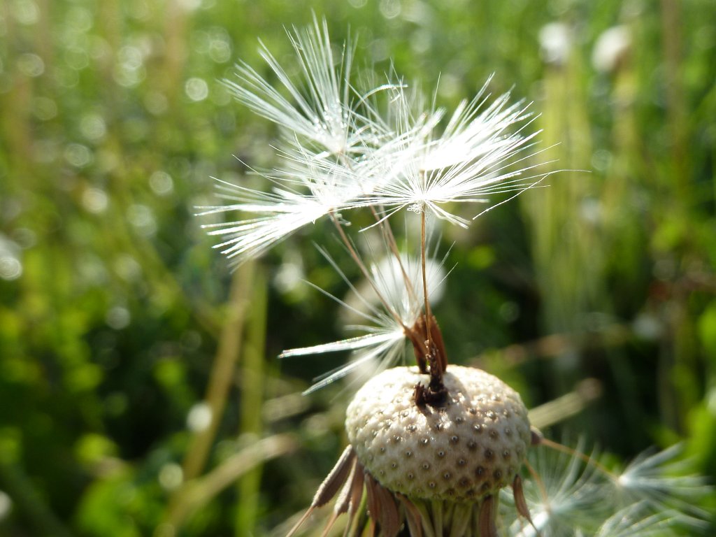 P1100132.JPG - Dandelion blowball