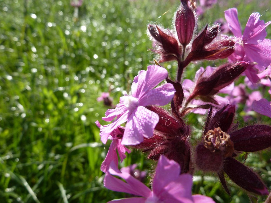 P1100135.JPG -  Red campion 