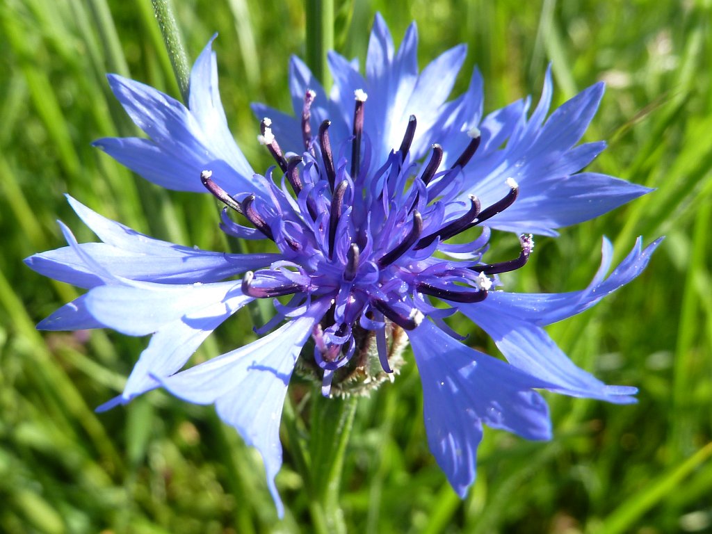 P1100136.JPG -  Cornflower 