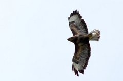 Bussard