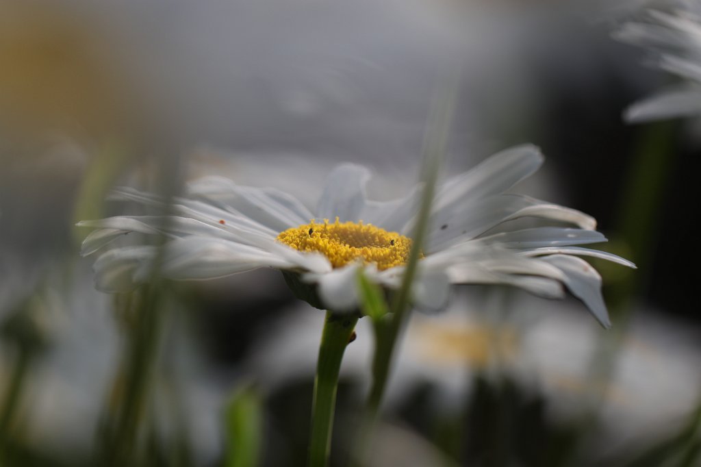 IMG_5112.JPG -  Common Daisy 