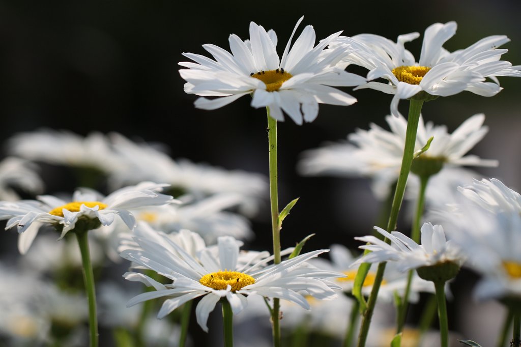 IMG_5114.JPG -  Common Daisy 