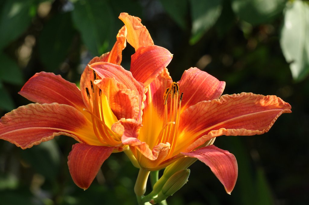IMG_5116.JPG -  Lilium 