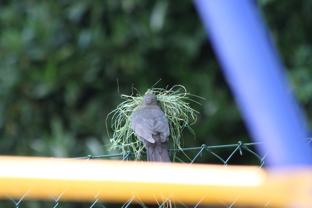 IMG_5120.JPG - Bird with grass