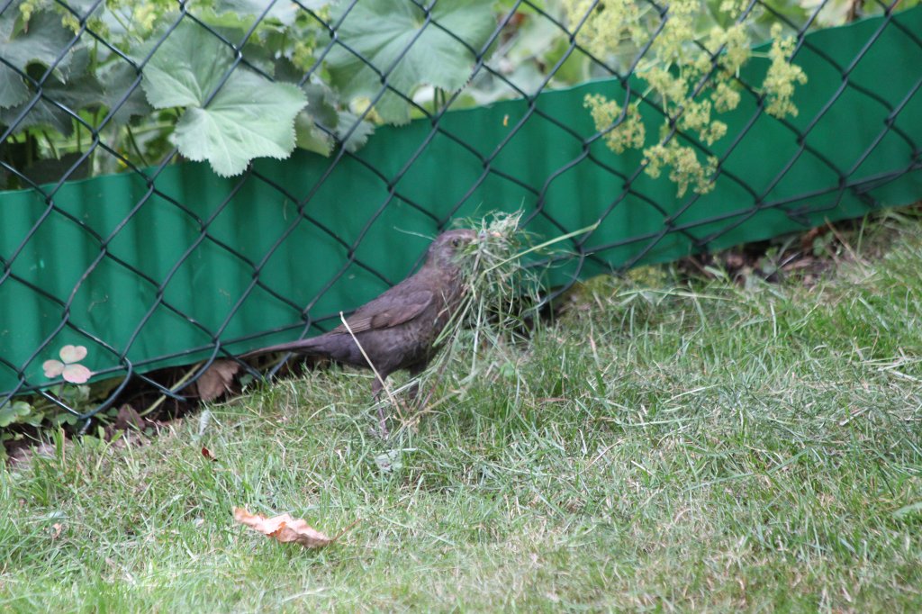 IMG_5127.JPG - Bird with grass