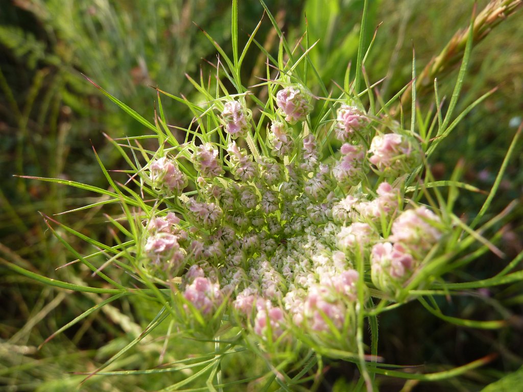P1100208.JPG - Basket