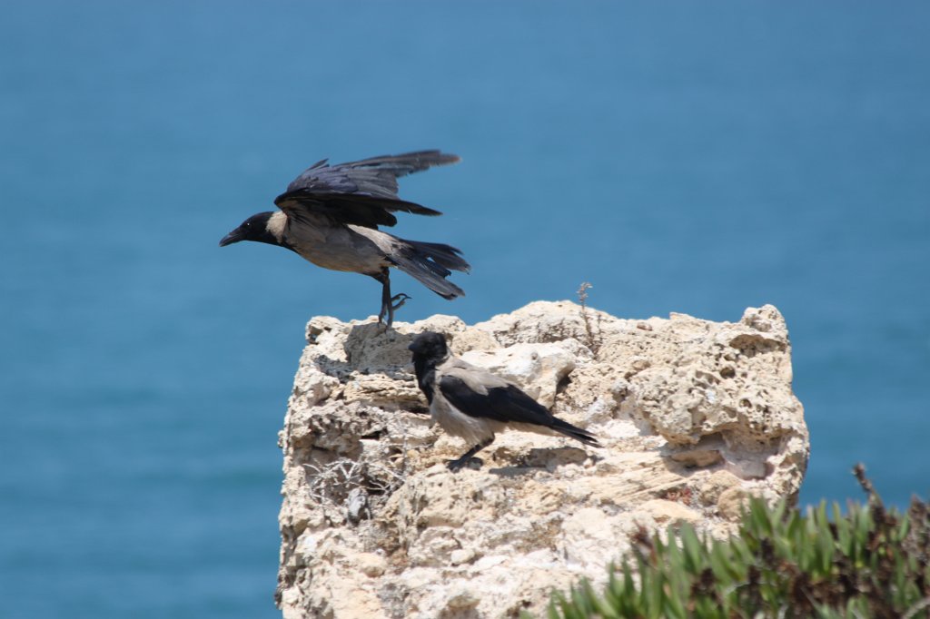 IMG_5297.JPG - Hooded Crow