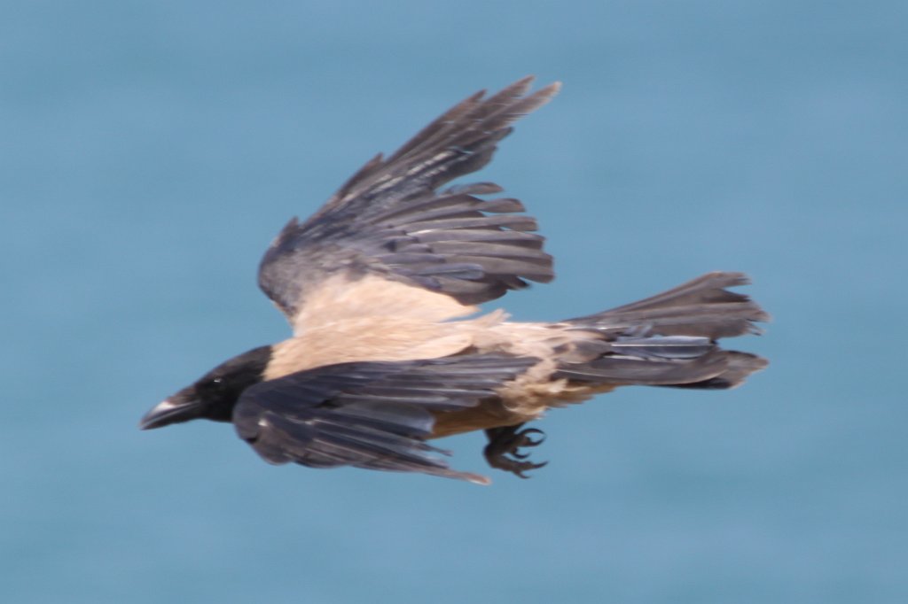 IMG_5298.JPG - Hooded Crow