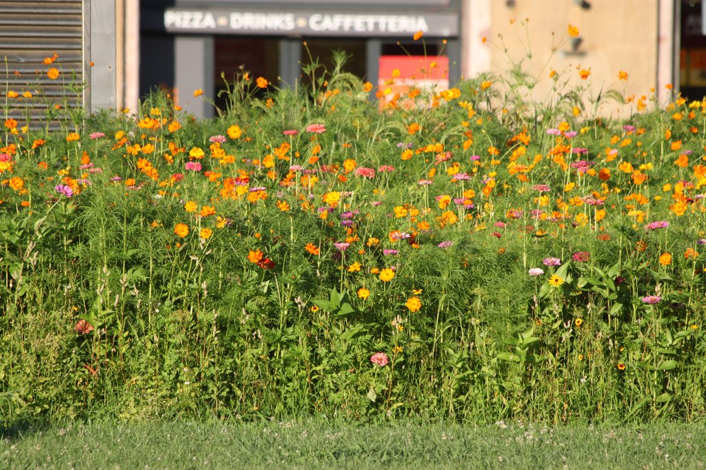 IMG_5863.JPG - Flowers in roundabout in  Florence 