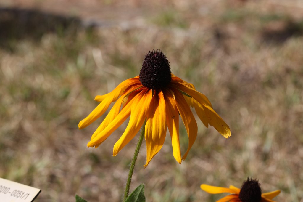 IMG_6425.JPG -  Rudbeckia Triloba 
