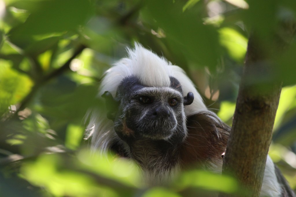 IMG_7431.JPG -  White-eyelid mangabey .  Zoological Garden Rome  ( Bioparco ).