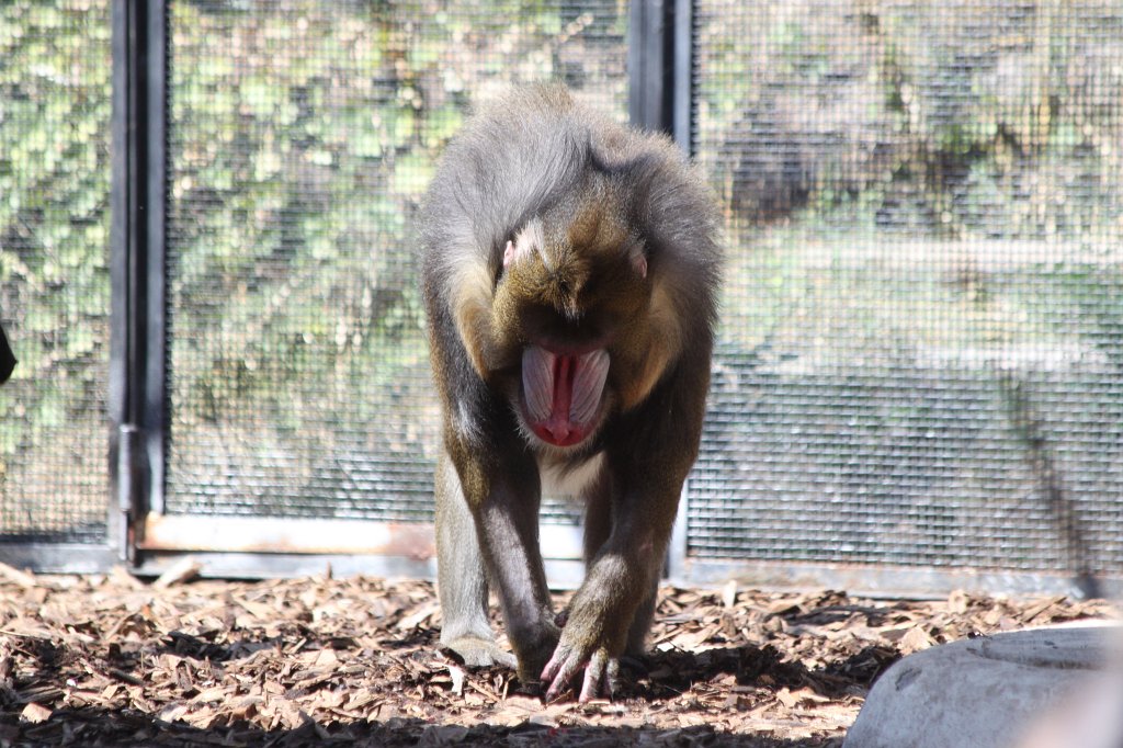 IMG_7468.JPG -  Mandrill .  Zoological Garden Rome  ( Bioparco ).