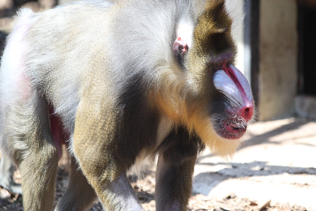 IMG_7481.JPG -  Mandrill .  Zoological Garden Rome  ( Bioparco ).
