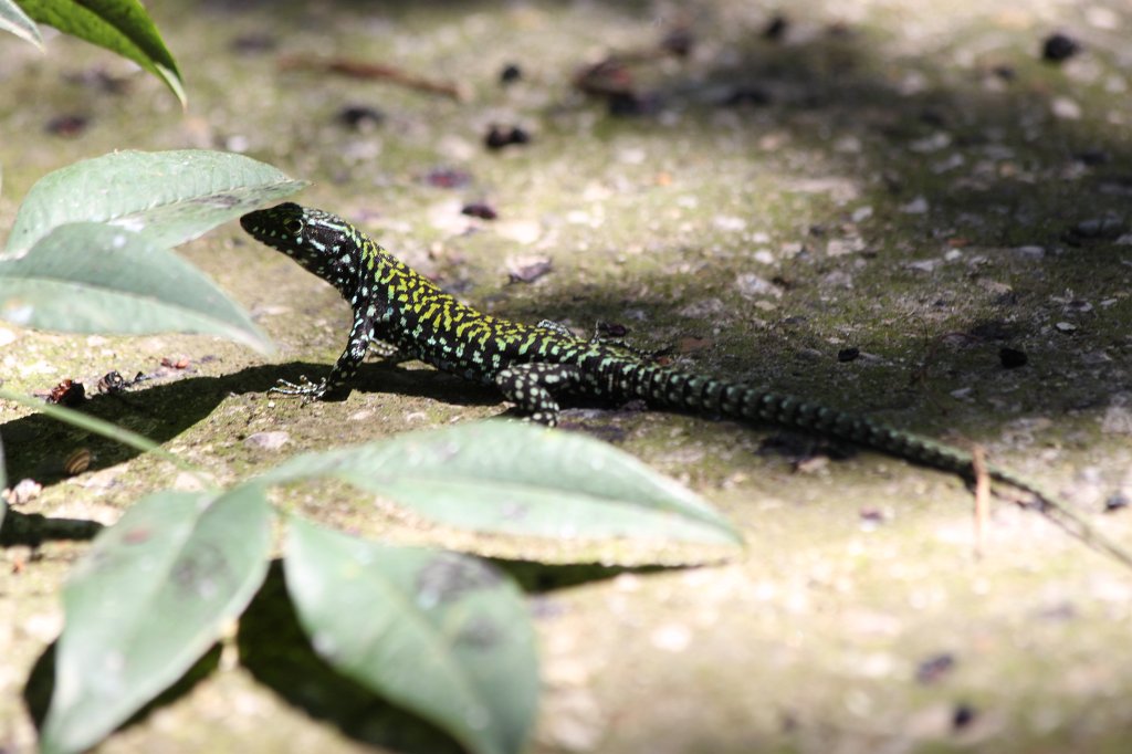 IMG_7508.JPG -  Lizard .  Zoological Garden Rome  ( Bioparco ).