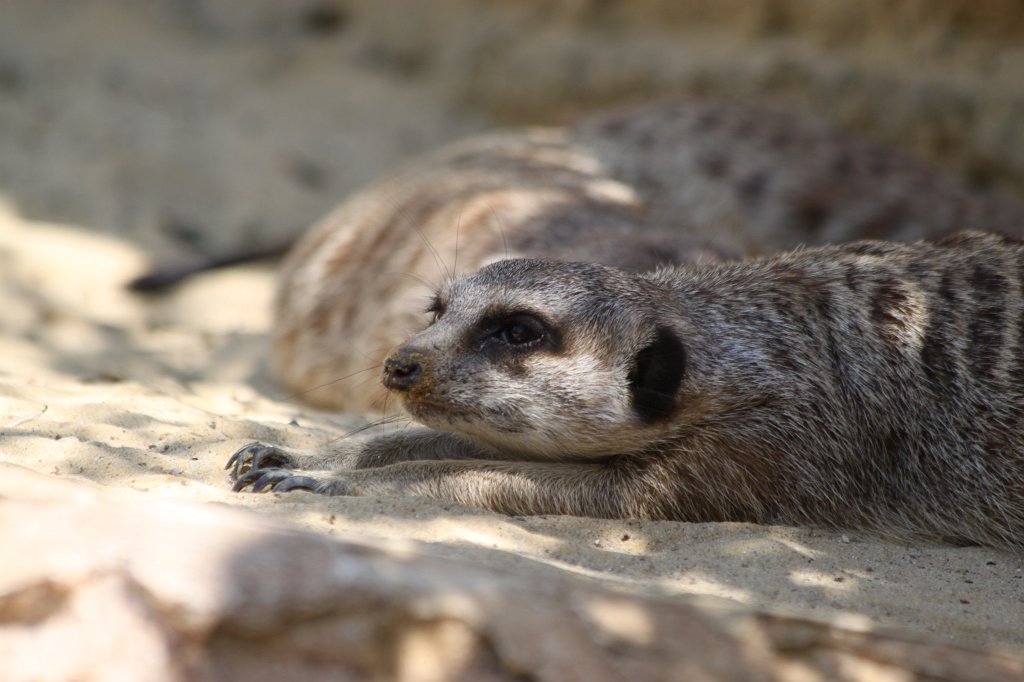 IMG_7643.JPG -  Meerkat .  Zoological Garden Rome  ( Bioparco ).