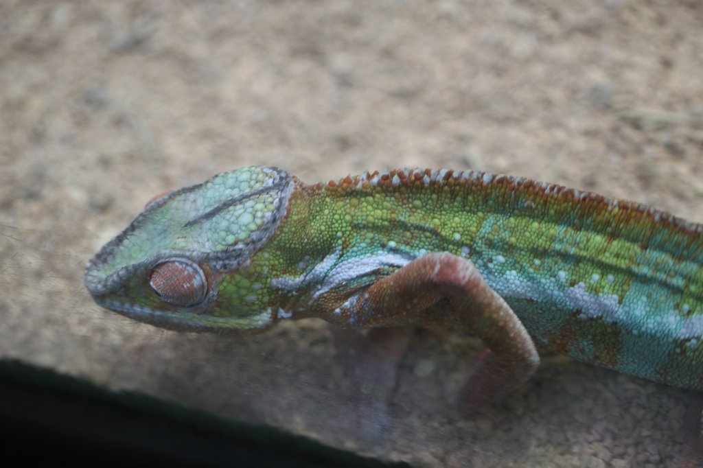 IMG_7682.JPG -  Chameleon .  Zoological Garden Rome  ( Bioparco ).