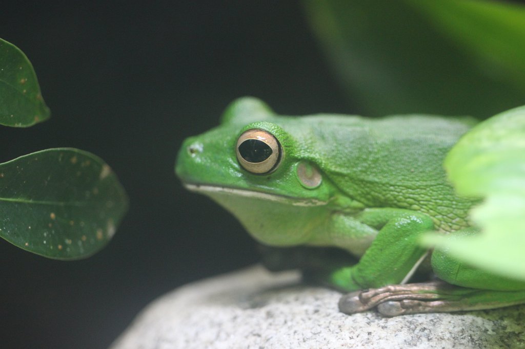 IMG_7685.JPG - Frog.  Zoological Garden Rome  ( Bioparco ).